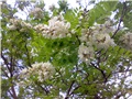 Fleurs du robinier faux-acacia